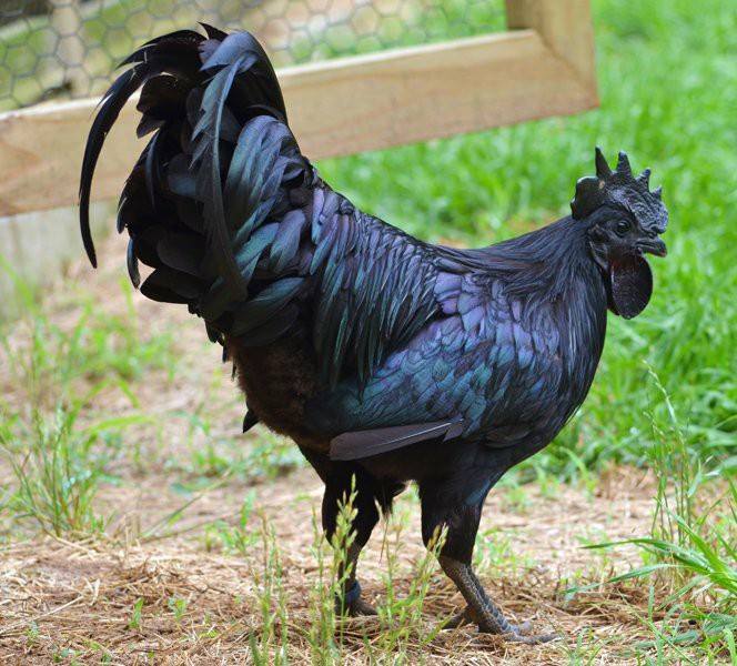 Kadaknath Chicken